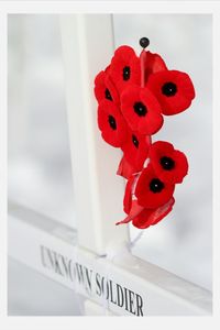 Close-up of red flowers