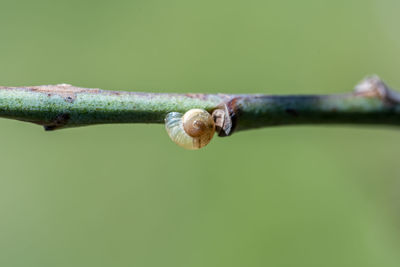 Close-up of lizard on branch