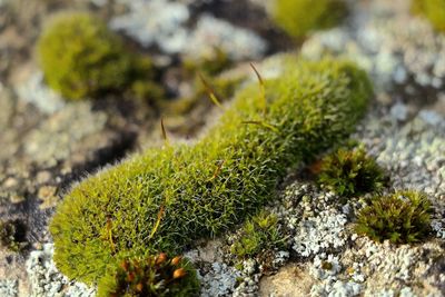 Close-up of plant growing on tree