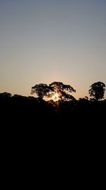 Silhouette trees against clear sky during sunset