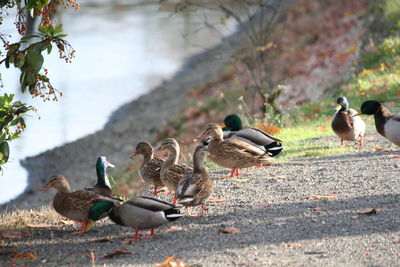 Flock of ducks on footpath