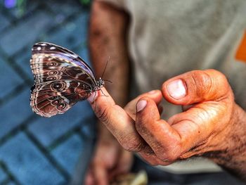 Close-up of butterfly on man hand