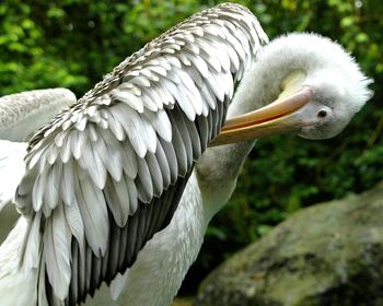 Close-up of bird perching outdoors