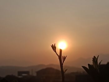 Close-up of silhouette plant against sky during sunset