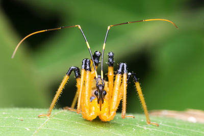 Close-up of assassin bug on leaf