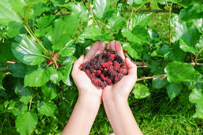 Low section of person holding fruits