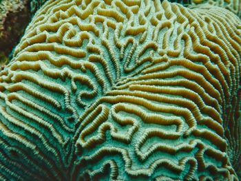 Close-up of coral in sea