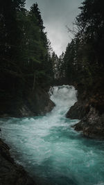 Scenic view of waterfall in forest