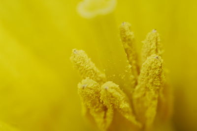 Close-up of yellow flower