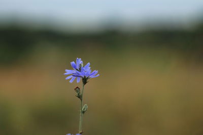 Close-up of purple flowering plant