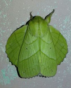 Close-up of wet leaf