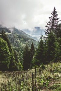 Scenic view of pine trees against sky