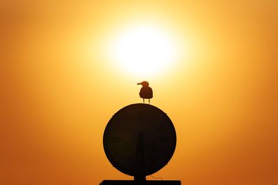 Low angle view of seagull perching on a orange sunset