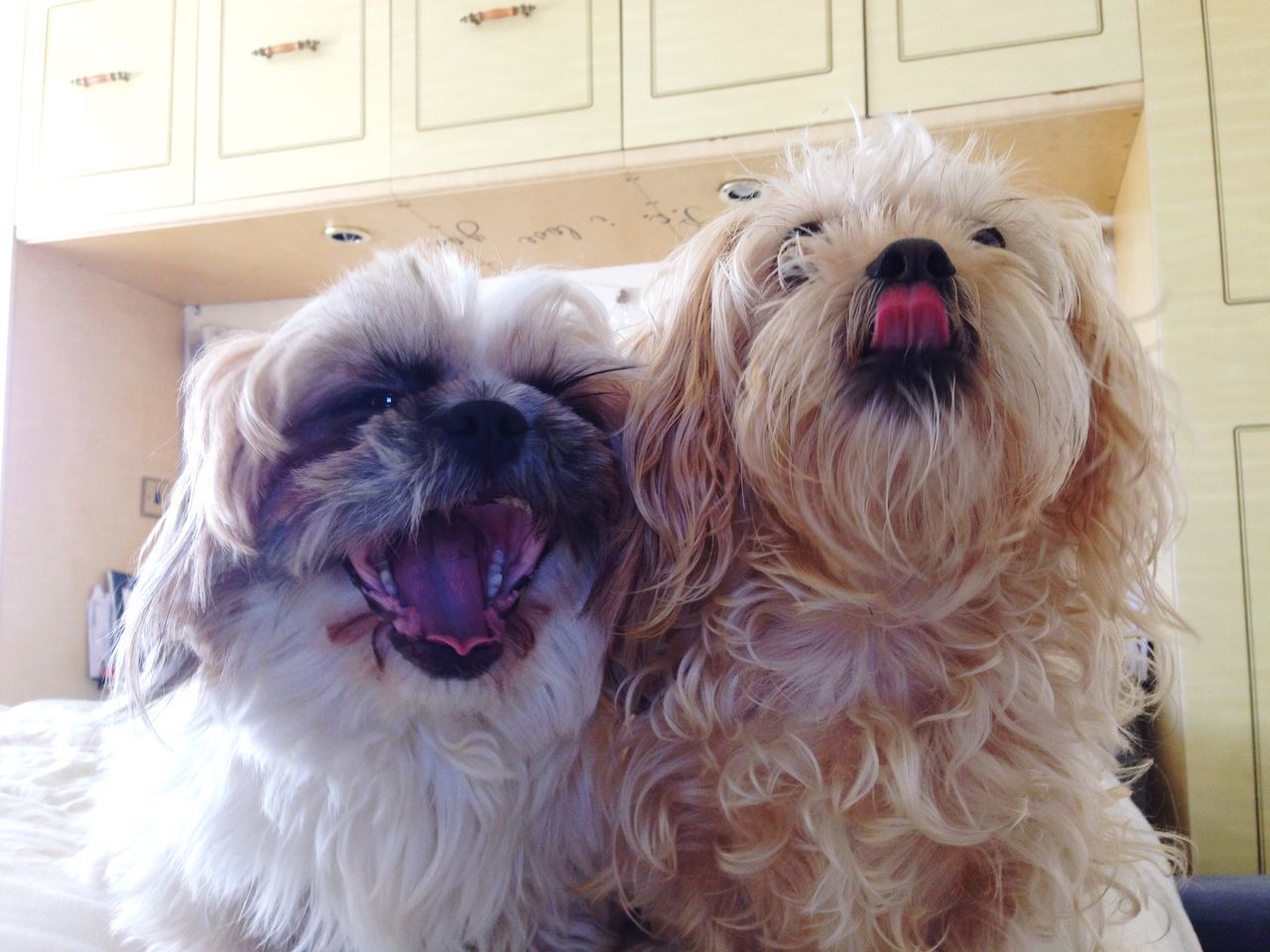 PORTRAIT OF DOG WITH MOUTH