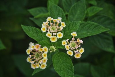 Close-up of flowering plant