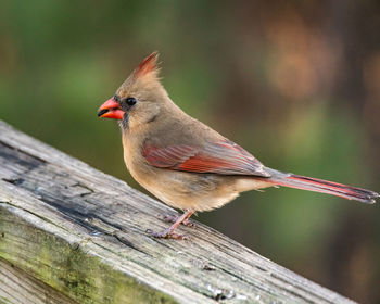 Close-up of bird perching on wood