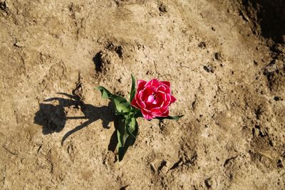 High angle view of rose roses on land