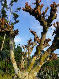 Low angle view of tree against sky