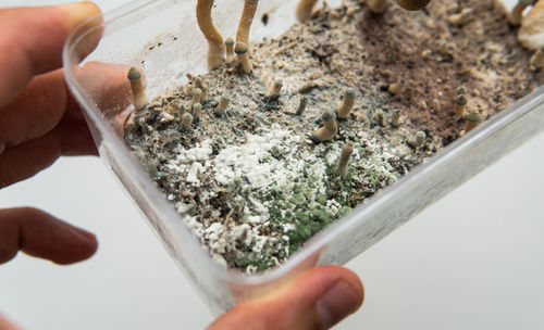 Fungal mycelium diseases, problems with growing mushrooms, psyc