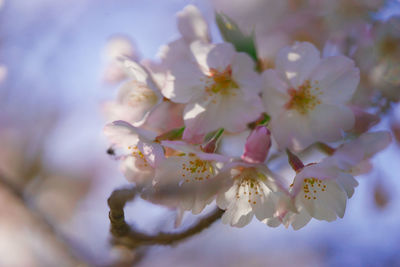 Close-up of cherry blossom