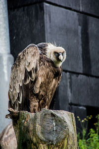 Close-up of bird perching on wood