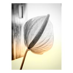 Close-up of leaf over white background