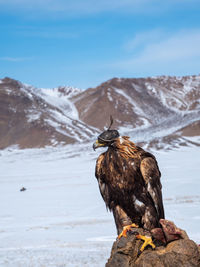 Bird perching on rock against sky