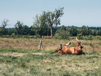 Horses in the field