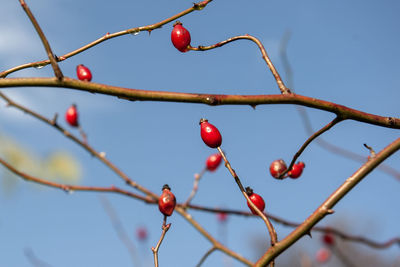 Low angle view of red berries on tree