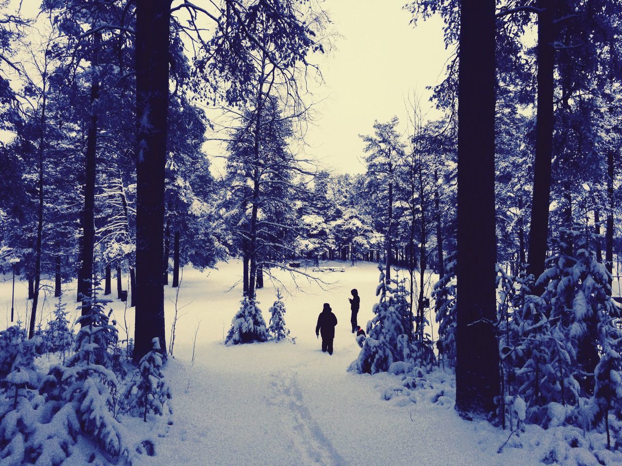 snow, winter, cold temperature, season, weather, tree, covering, tranquil scene, nature, tranquility, frozen, white color, beauty in nature, landscape, walking, covered, snow covered, scenics, rear view