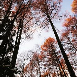 Low angle view of trees against sky