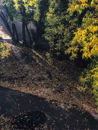 High angle view of flowering plants on field