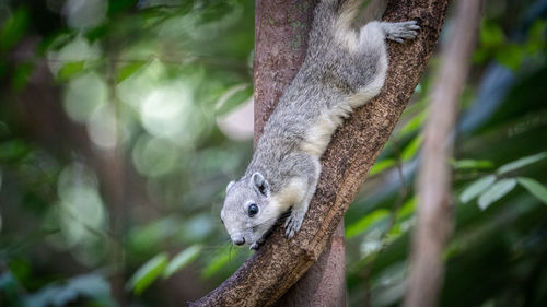 Close-up of squirrel on tree