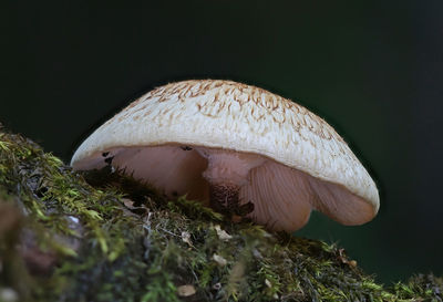 fungus