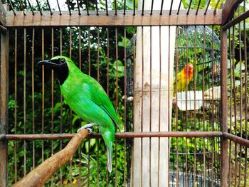 Side view of a parrot in cage