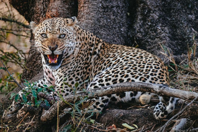 Leopard snarling