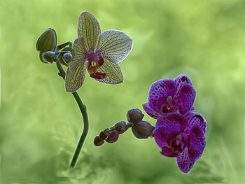 Close-up of purple flowering plant