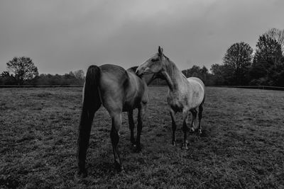 Horses in the field