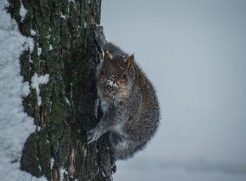 Squirrel on tree trunk during winter