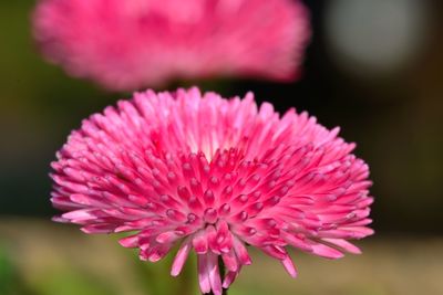 Close-up of pink flowers