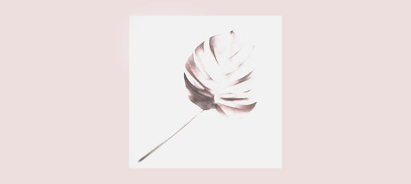 Digital composite image of white and paper flower