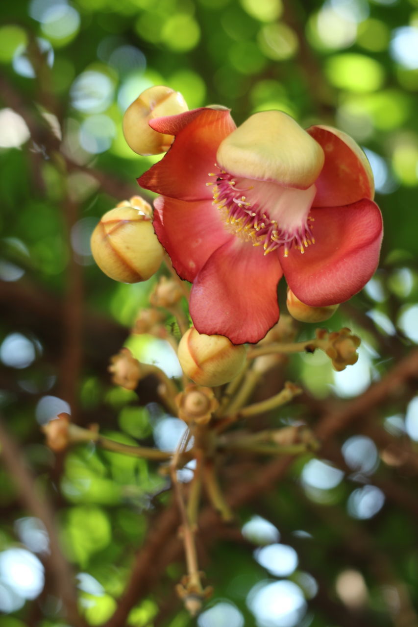 CLOSE-UP OF RED ROSE FLOWER