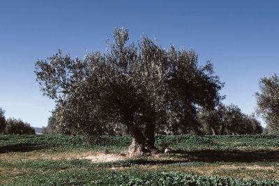 Trees on field against clear sky