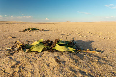 Plants growing on sand at beach against sky