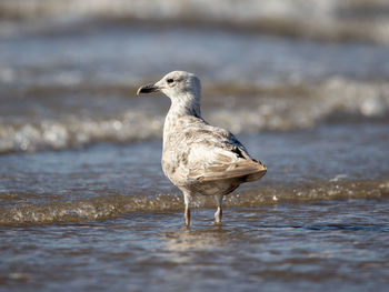 Seagull standing on the beach in the tide