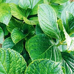 Full frame shot of green leaves