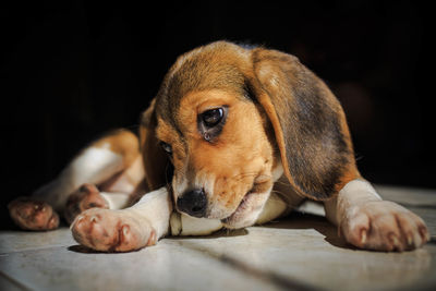 Close-up of dog lying down on black background