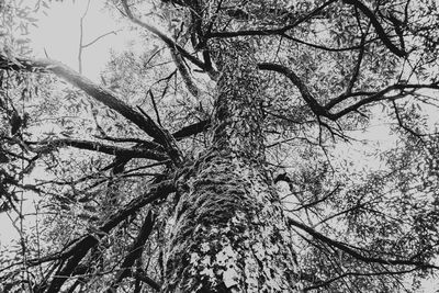 Low angle view of bare tree against sky