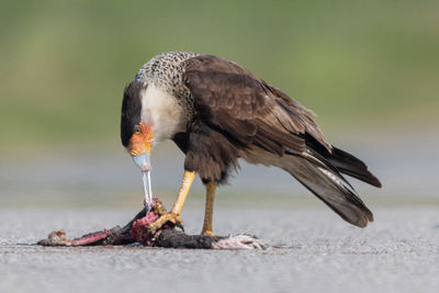 Close-up of bird perching