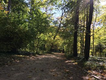 Trees in forest